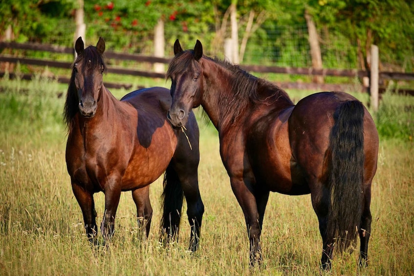 Three horses in a grassy field with a wooden fence and trees in the background. 1