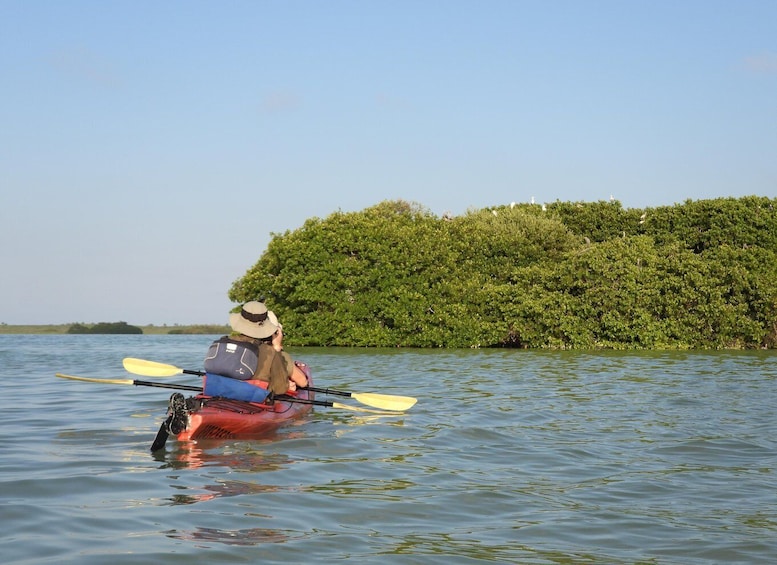 A person kayaking on calm water with a dense green island in the background. 3