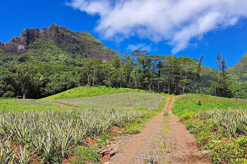 Picture 5 for Activity Moorea: Private Half-Day Tour Combining Nature, Local Flavors and Heritage 3