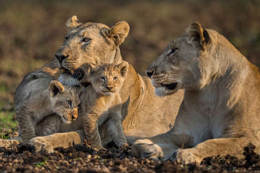 A lion resting with cubs on the ground. 1