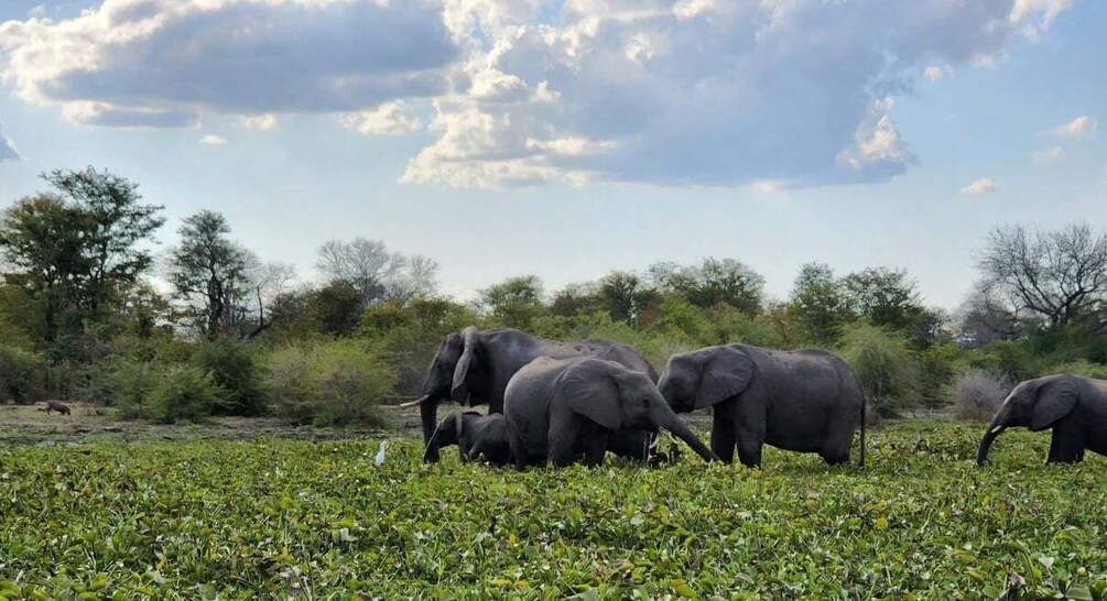 A herd of elephants in a grassy field with trees in the background. 2
