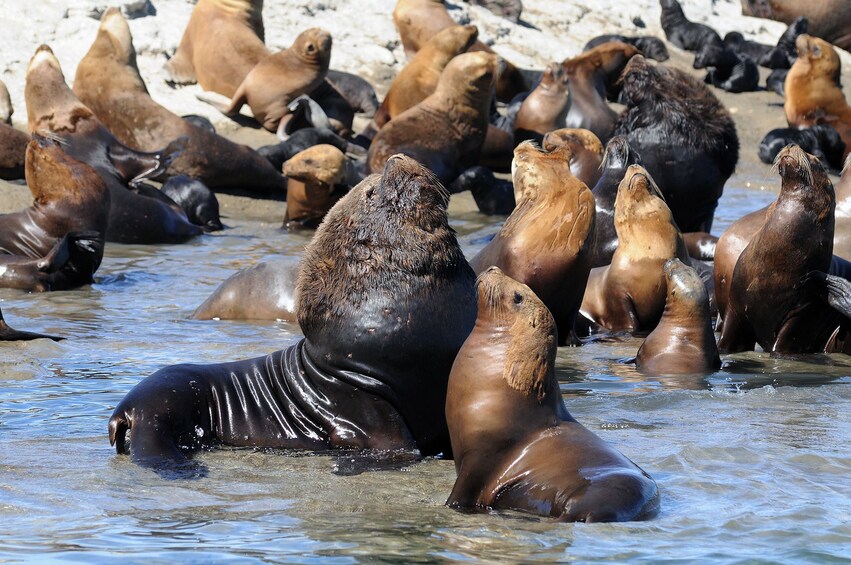 Sea Lions at Punta Loma