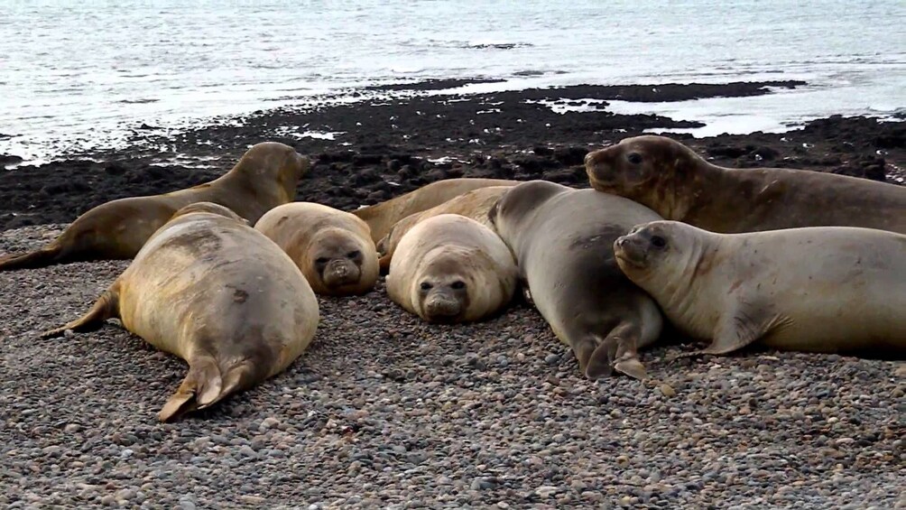 Puerto Madryn City Tour & Sea Lions at Punta Loma