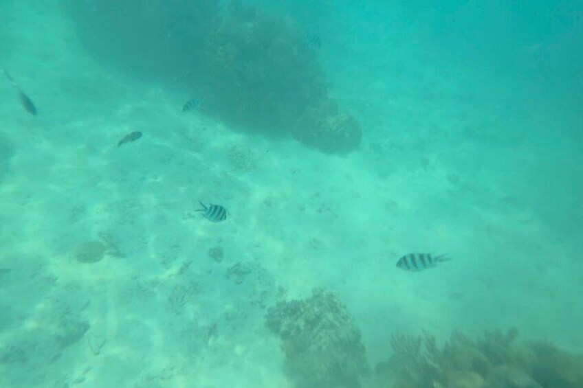 Safari Blue Zanzibar FullDay Tour with Snorkeling & Seafood Lunch 4