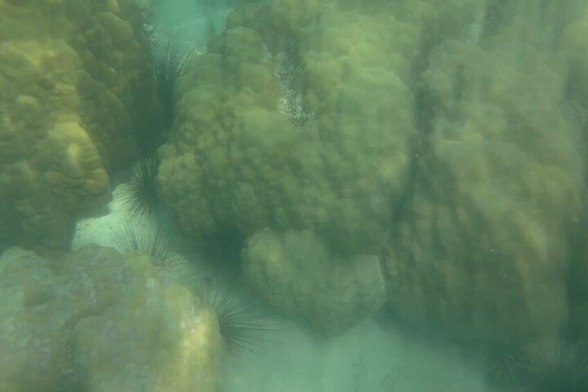 Safari Blue Zanzibar FullDay Tour with Snorkeling & Seafood Lunch 3