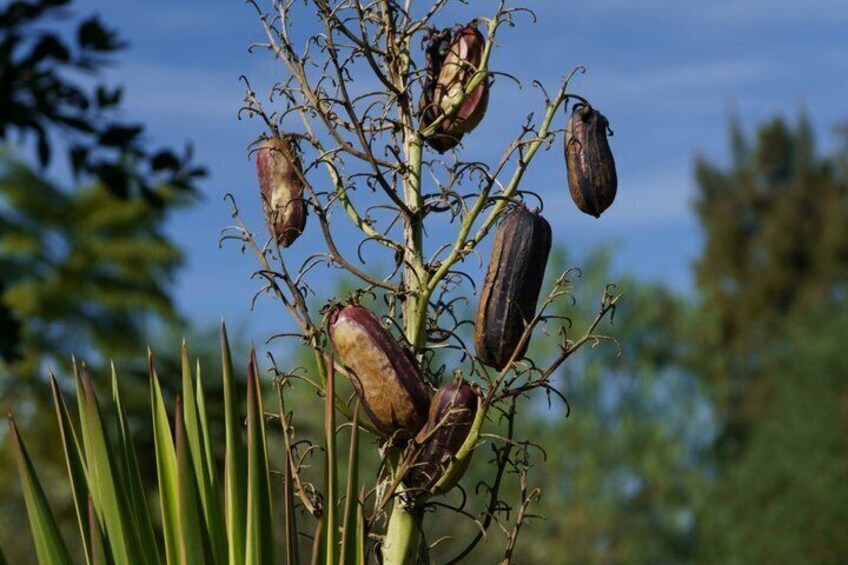 A plant with elongated leaves and several seed pods. 2