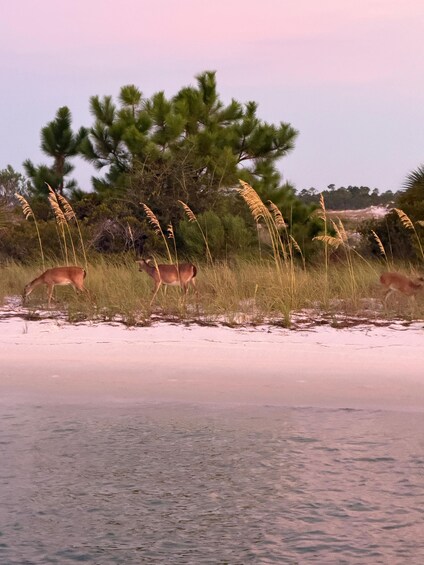Picture 15 for Activity Panama City Beach: Sunset Cruise with Dolphin Watching 3