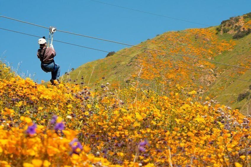 A person ziplining over a field of yellow and purple flowers with a hilly landscape in the background. 3