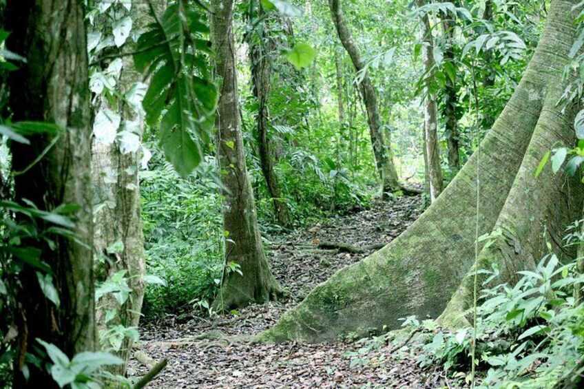 Lacandona Jungle 1 Day (hiking) 3