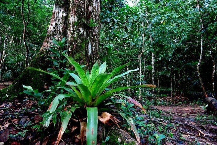 Lacandona Jungle 1 Day (hiking) 5
