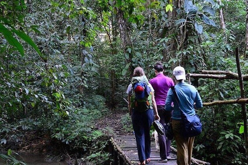 Lacandona Jungle 1 Day (hiking) 2