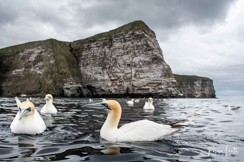 A group of geese swimming in a body of water with a large cliff in the background. 5