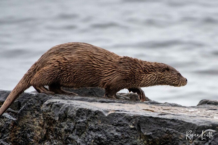 A beaver on a rocky surface near water. 4