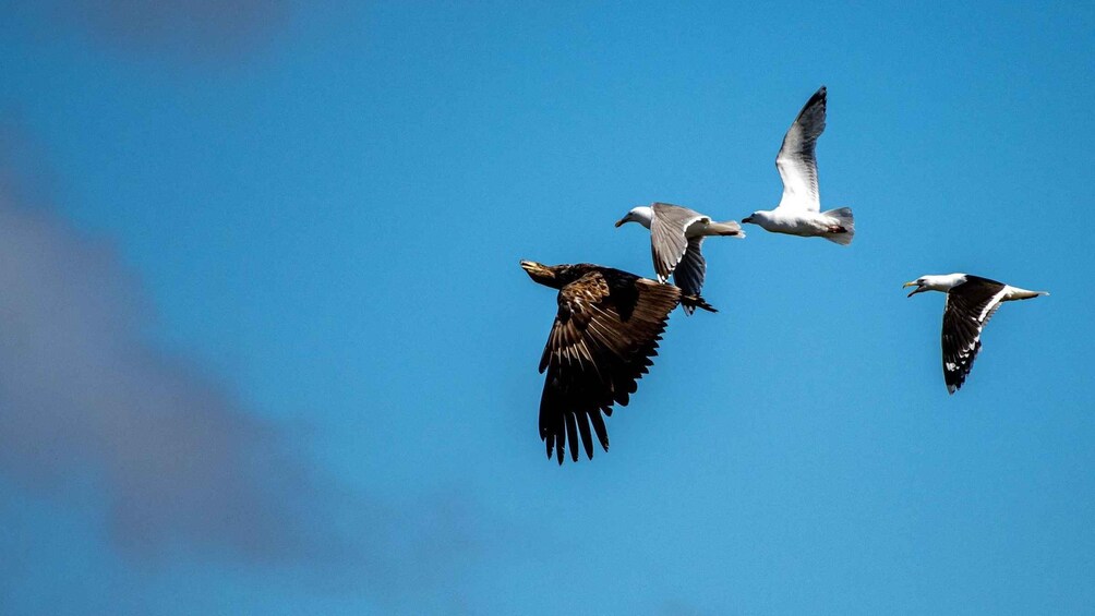 Three birds flying against a clear blue sky. 1