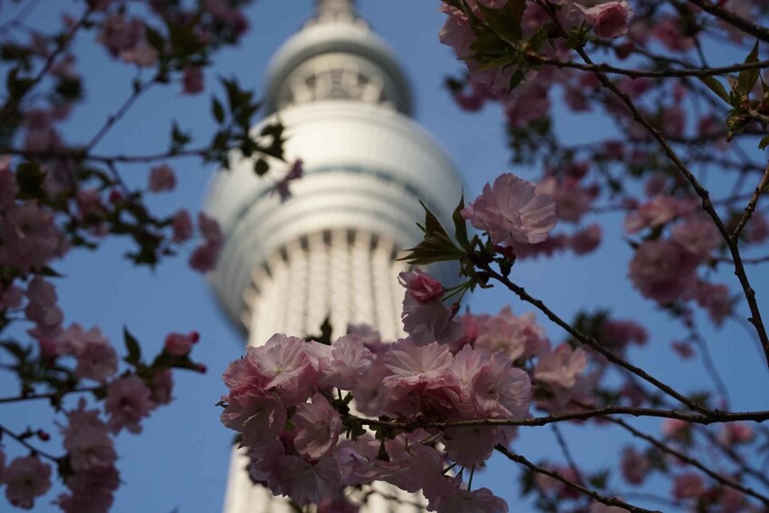 Cherry blossoms in the foreground with a blurred tower in the background. 2