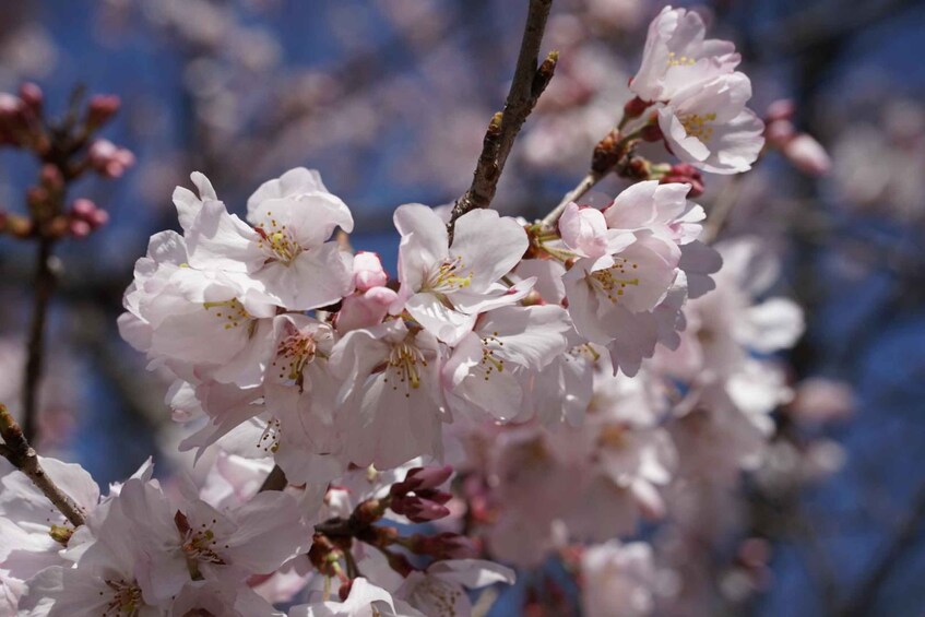 A close-up of pink cherry blossoms with a clear blue sky in the background. 3