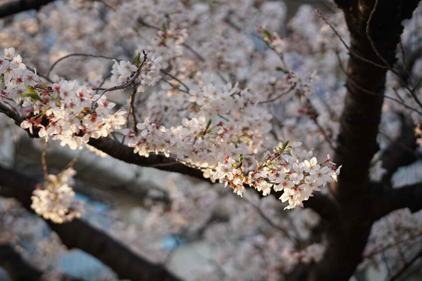 A cherry blossom tree branch with white flowers. 5