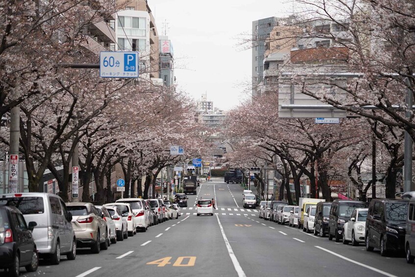 A tree-lined street with parked cars and a speed limit sign of 40. 4