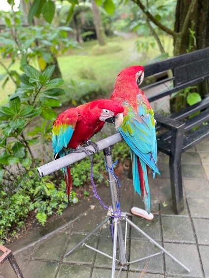 Two red and blue macaws perched on a metal stand in a garden with a bench and greenery in the background. 3