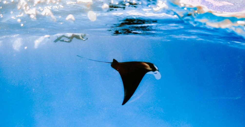 A stingray swimming underwater. 5