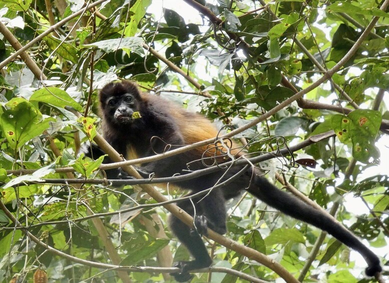 A monkey in a dense forest with green foliage and branches. 4