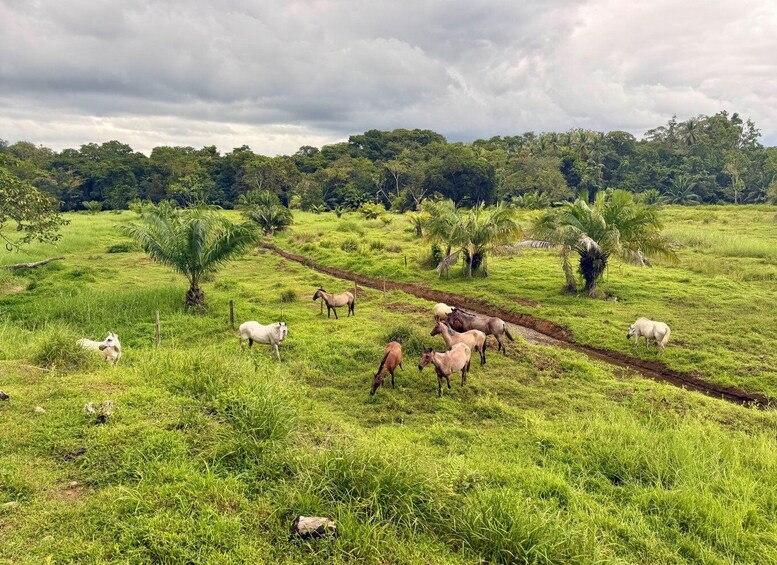 A grassy field with several horses grazing and walking. 3