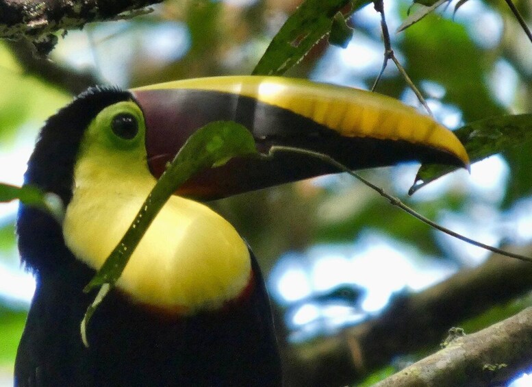 A toucan with a large yellow beak and a black and red face. 5