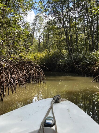 A boat's bow with a rope and metal cleat, surrounded by dense mangrove foliage and calm water. 2