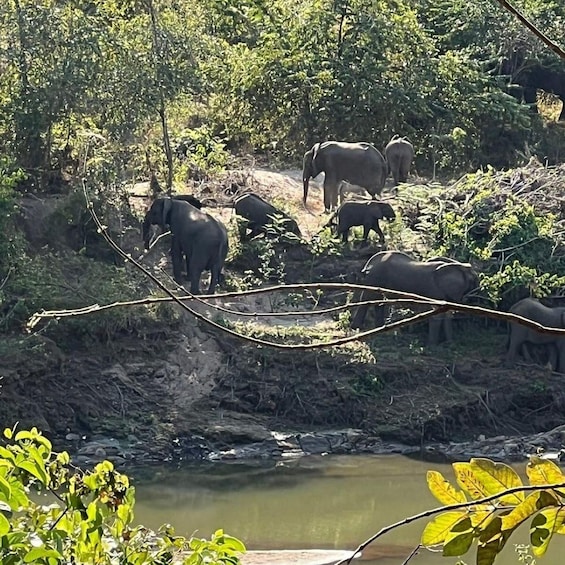 A group of elephants near a water body surrounded by dense greenery. 2