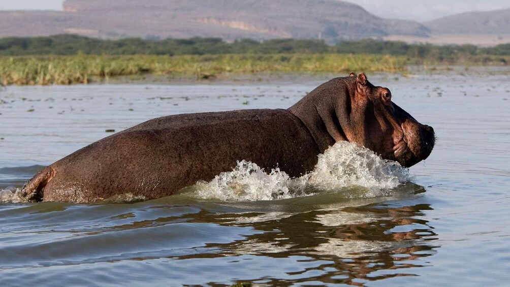 A hippopotamus partially submerged in water, splashing as it moves. 3