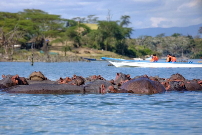 Hippos in water with a boat and people in the background. 2