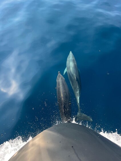 Two dolphins swimming near a boat. 4