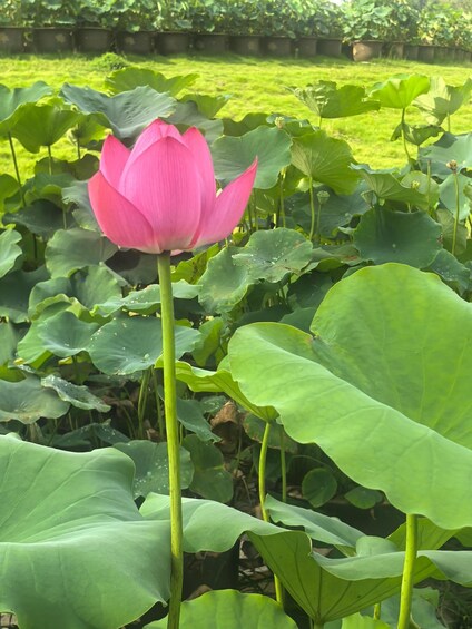 Picture 63 for Activity Wuhan: East Lake Moshan Lotus Garden Tour with Photos 5