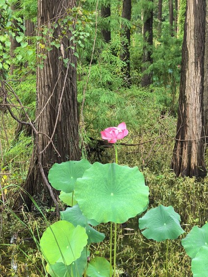 Picture 77 for Activity Wuhan: East Lake Moshan Lotus Garden Tour with Photos 3