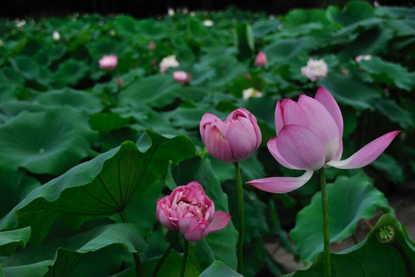 A lotus pond with blooming pink lotus flowers. 3