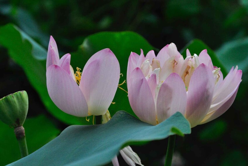 A lotus flower in bloom with green leaves in the background. 1
