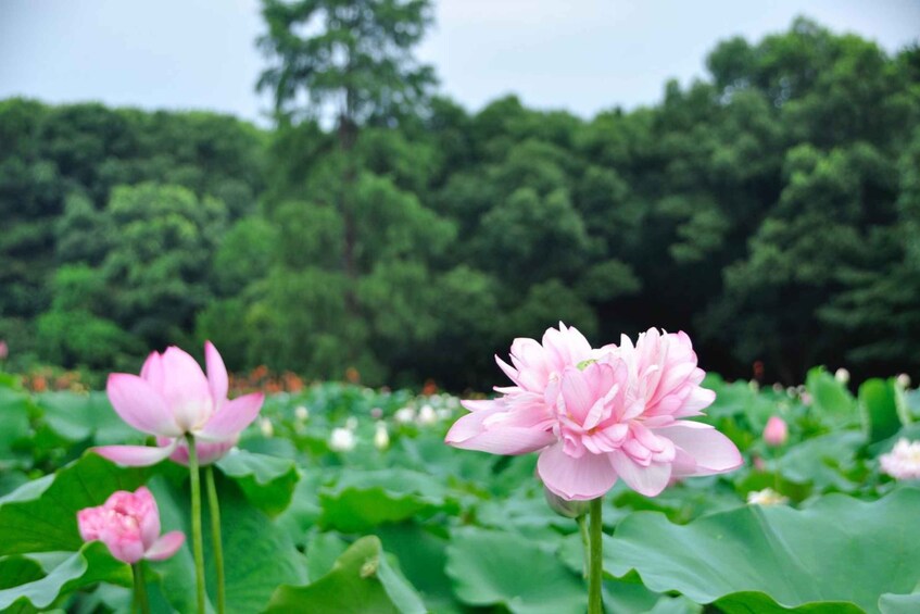 A lotus pond with pink flowers and green foliage. 4