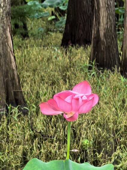 Picture 70 for Activity Wuhan: East Lake Moshan Lotus Garden Tour with Photos 4
