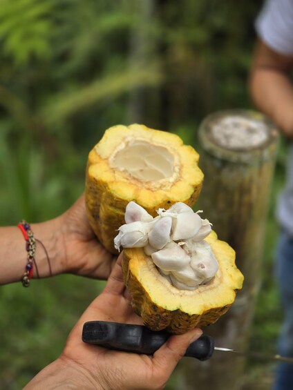 A person holding a cut nut with a knife. 5