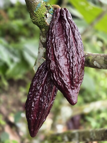 A close-up of a tree branch with two glossy, dark brown, elongated fruits. 4