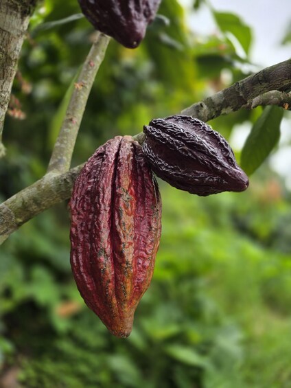 A cocoa pod hanging from a tree branch. 2