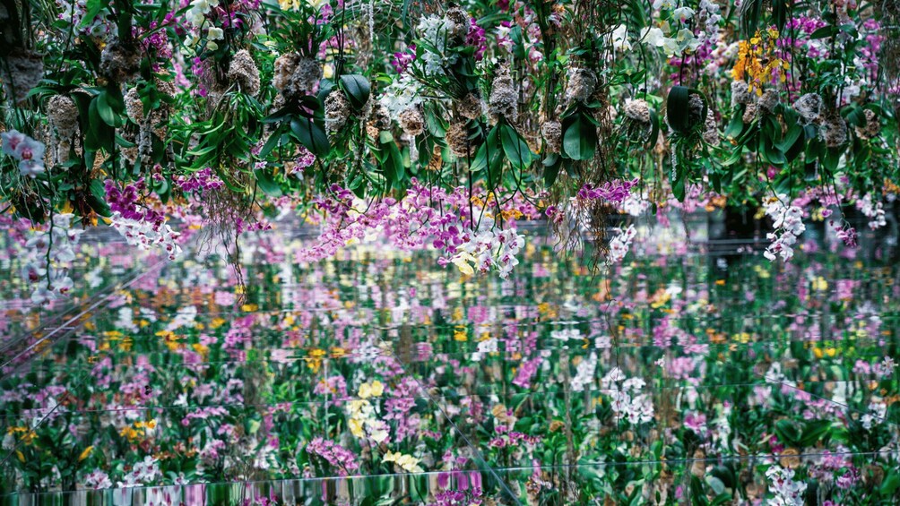 A hanging garden with various orchids and flowers. 5
