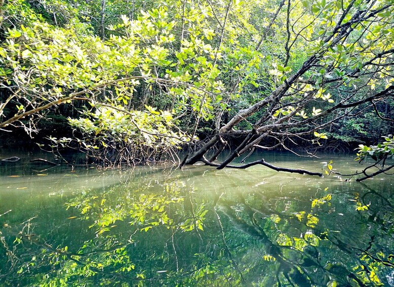 Mangroveskov med tæt grønt løv og et væltet træ i vandet. 2