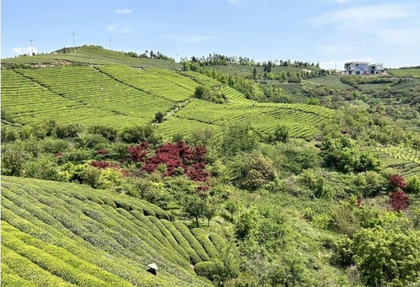 Terraced tea plantations, a hilltop house, and a power line in the background. 5
