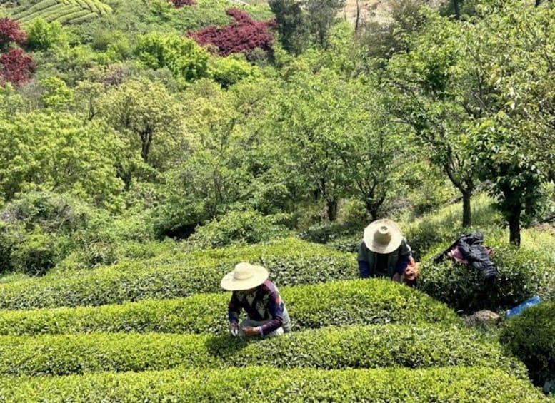 A tea plantation with workers harvesting tea leaves. 3