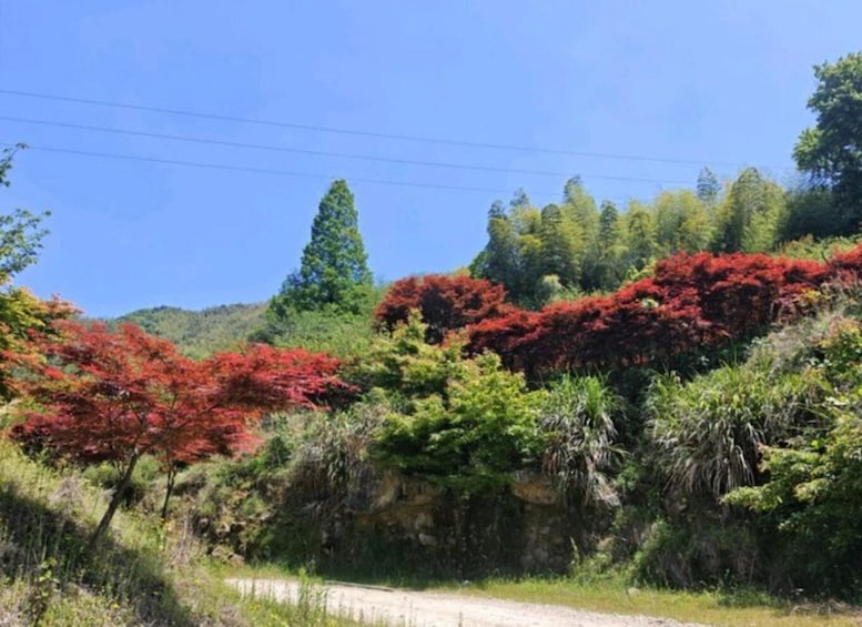 A dirt road with dense vegetation and trees, including some with red foliage. 2