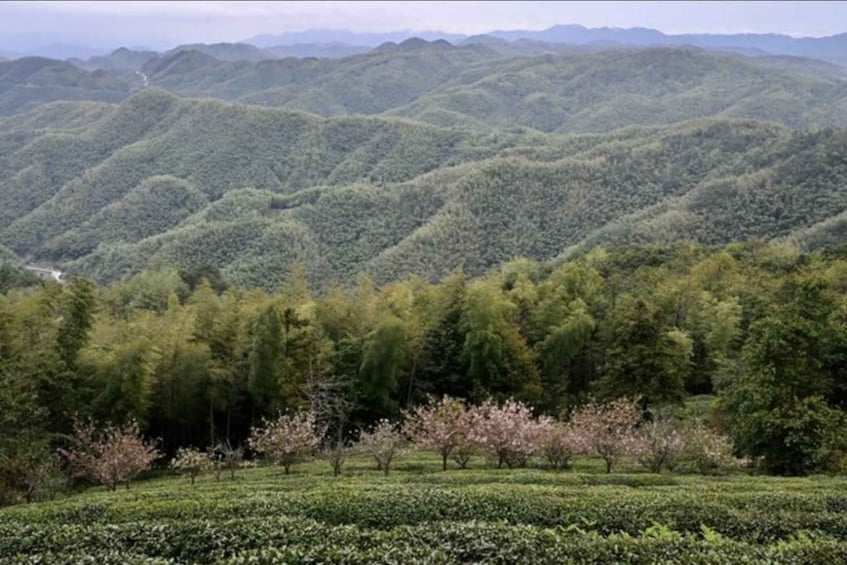 A mountainous landscape with dense forests and blooming trees. 4