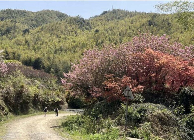 A dirt path with people walking, surrounded by lush greenery and trees with pink blossoms. 1