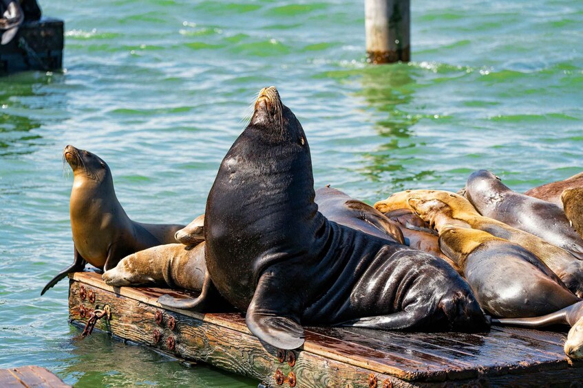 A group of seals resting on a wooden dock by the water. 5