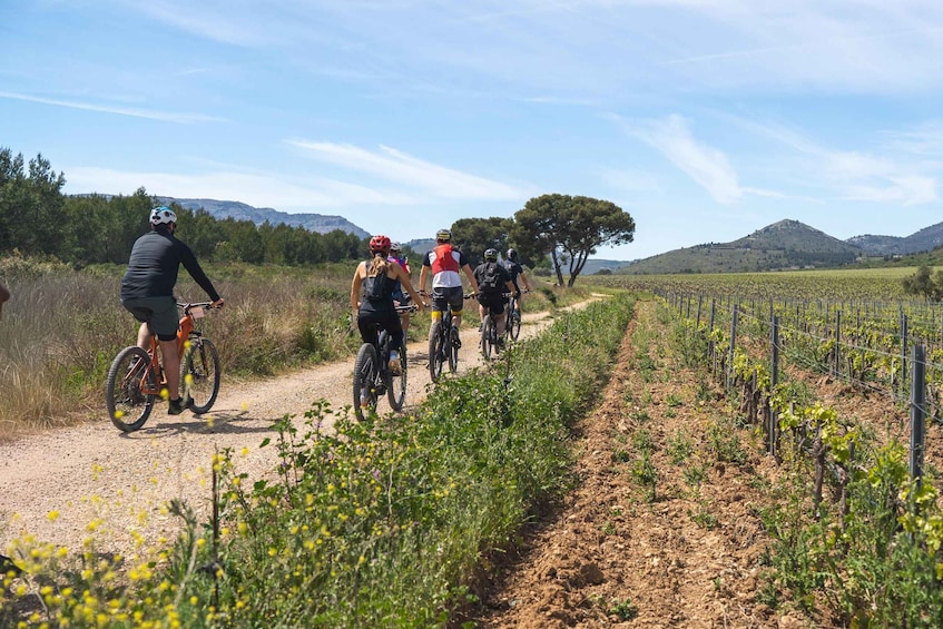 A group of cyclists on a dirt path through a vineyard with hills in the background. 5